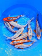Hirasawa Marusei  32-40 cm (Japanse Koi), Ophalen of Verzenden, Nieuw