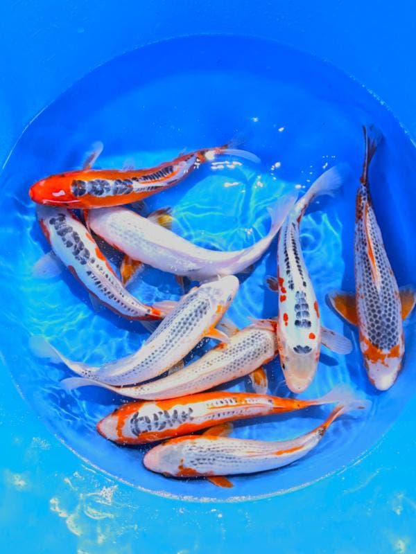 Hirasawa Marusei  32-40 cm (Japanse Koi), Tuin en Terras, Vijvers, Nieuw, Ophalen of Verzenden