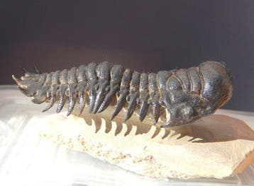 Trilobite - Squelette fossile - Crotalocephalus gibbus - 11, Collections