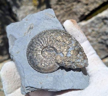 Pyriet Ammoniet - Gefossiliseerd dier - Arieticeras, Verzamelen
