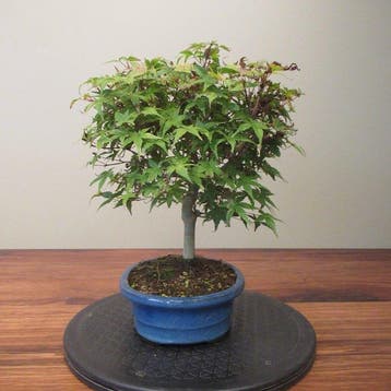 Acer palmatum - Hoogte (boom): 26 cm - Diepte (boom): 25 cm