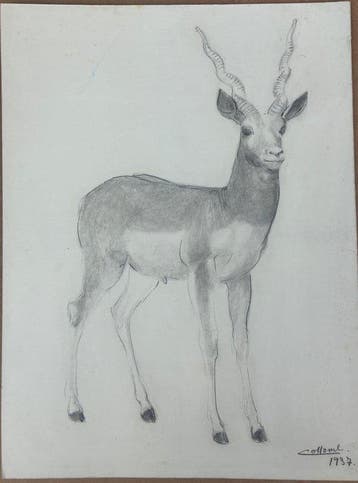 Henri Collomb (1905–1983) - Étude de gazelle (vendu sans