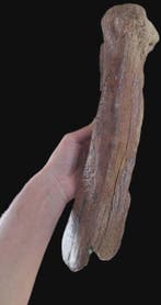 Mammouth laineux - Os fossilisé - Mammuthus primigenius -, Collections