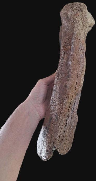 Mammouth laineux - Os fossilisé - Mammuthus primigenius -, Collections, Minéraux & Fossiles