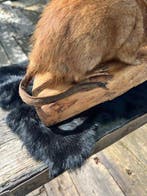 Muskusrat Support de corps entier pour taxidermie - Ondatra, Nieuw