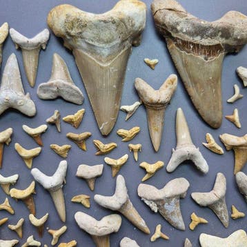 Grande collection de dents de requin fossiles variées. -, Collections