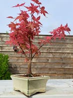 Japanese maple bonsai (Acer palmatum) - Hauteur (arbre) : 25