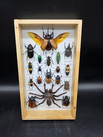 Cadre - Bois, Verre - XL - Insectes réels