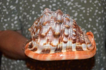 Escargot de mer Coquillage marin - S-417 CASSIS RUFA (Sans