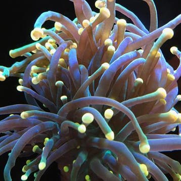 Euphyllia Glabrescens Yellow Tip (3 koppen)