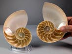 Nautile à chambres sectionnées - Coquillage marin - Nautilus, Nieuw