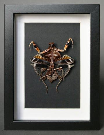 mantel Taxidermie volledige montage - Deroplatys lobata - 25