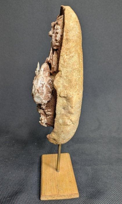 Dinosaurusembryo in ei (Baby Yingliang-exemplaar) -, Verzamelen, Mineralen en Fossielen