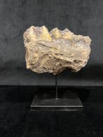 Sumatraanse neushoorn - Fossiele tanden - Dicerorhinus