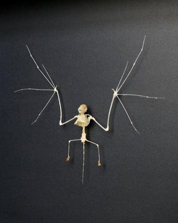 Vleermuis Taxidermie volledige montage - Pipistrellus