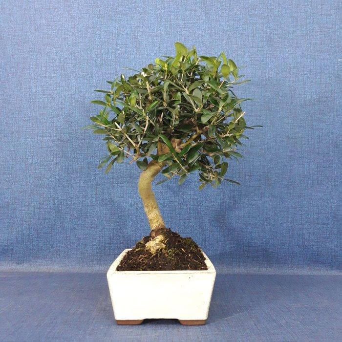 Olijf bonsai (Olea europaea) - Hoogte (boom): 35 cm - Diepte, Antiquités & Art, Curiosités & Brocante