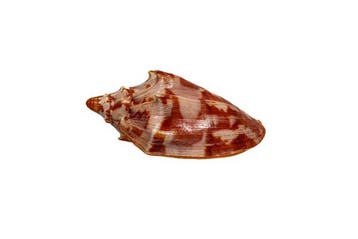 Cymbiola aulica aulica - Zeldzaam XL-formaat - Uitzonderlijk, Nieuw