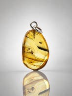 Zeldzame drievoudige inclusie in Baltisch Amber hanger –