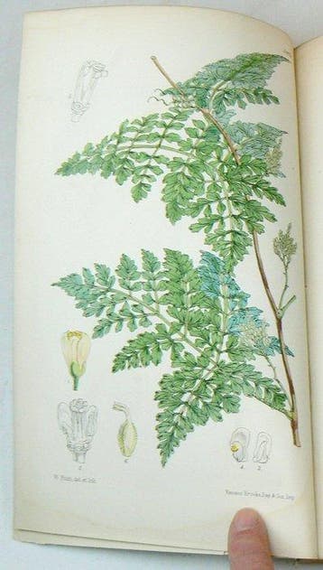 Joseph Dalton Hooker - Curtiss Botanical Magazine;