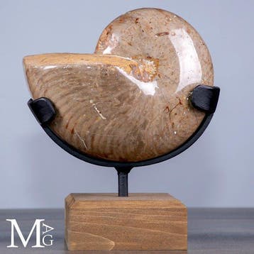 Nautile fossile finement poli, présentant des chambres, Collections