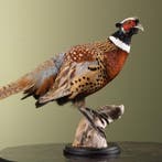 Fazant Taxidermie Opgezette Dieren By Max, Ophalen of Verzenden, Opgezet dier