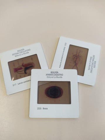 Unknown, no brand 180 Educational Slides: Biologia, Nieuw
