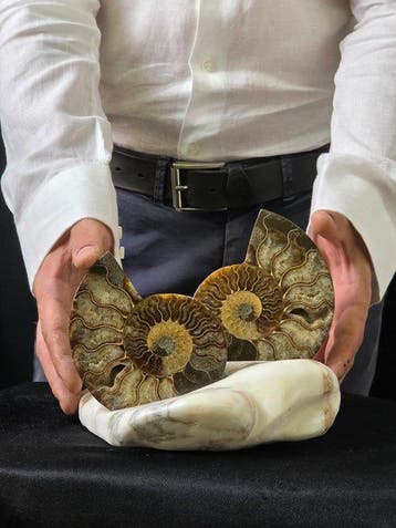 Ammoniet - Gefossiliseerd dier - Aioloceras (Cleoniceras)
