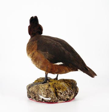 Moretta tabaccata Taxidermie volledige montage - Aythya