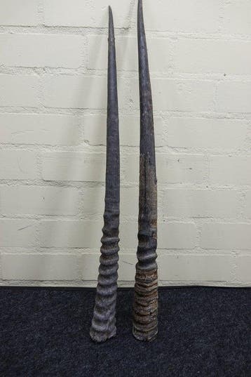 Gemsbok Hoorns - Oryx gazella - 80 cm - 3 cm - 0 cm-, Verzamelen, Nieuw