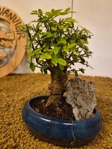 zelkova - Hoogte (boom): 17 cm - Diepte (boom): 11 cm -
