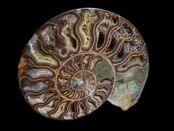 Ammonite - Coquillage fossilisé - 20 cm - 17.5 cm, Collections, Minéraux & Fossiles