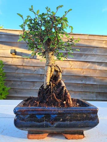 Chinese iep bonsai (Ulmus parviflora) - Hoogte (boom): 18 cm, Antiek en Kunst