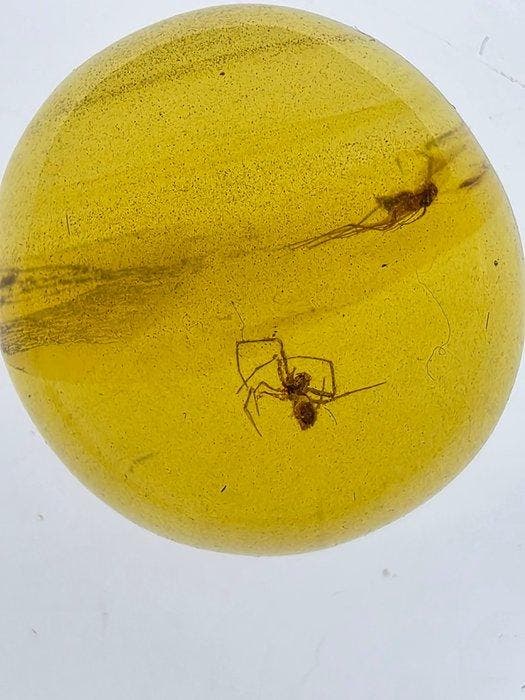 Birmese barnsteen - Barnsteen - Natural amber with spider, Antiquités & Art, Curiosités & Brocante