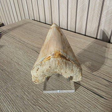 tand Tand - Megalodon tand op standaard uit Florida,