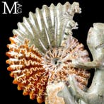 Fossiele Sculptuur - Uitgehouwen Cleoniceras-ammoniet met