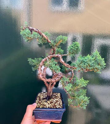 Jeneverbes bonsai (Juniperus) - Hoogte (boom): 29 cm -
