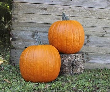 Renegade F1 PMT Halloween pompoen 50 zaden, Nieuw