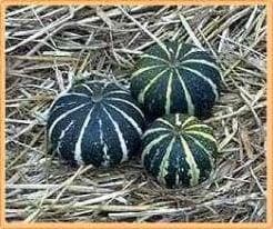 Flat Striped kalebas basiseenheid, Hobby en Vrije tijd, Knutselen, Nieuw