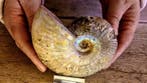 Nautilus - Fossiel skelet - Ammonite Cleoniceras - Fossil -