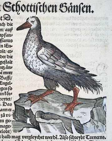 Conrad Gesner - First German Issue - Scottish Goose, bird -