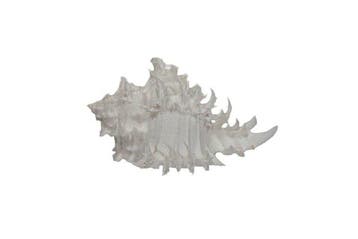 Zeldzame albino-endivieslak: Hexaplex endivia f. albino (90, Nieuw