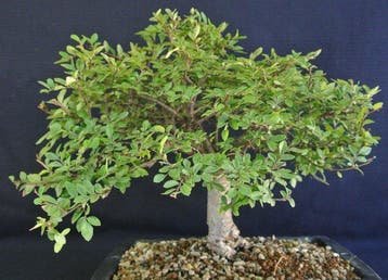 Japanese iep bonsai (Zelkova) - Hoogte (boom): 38 cm -