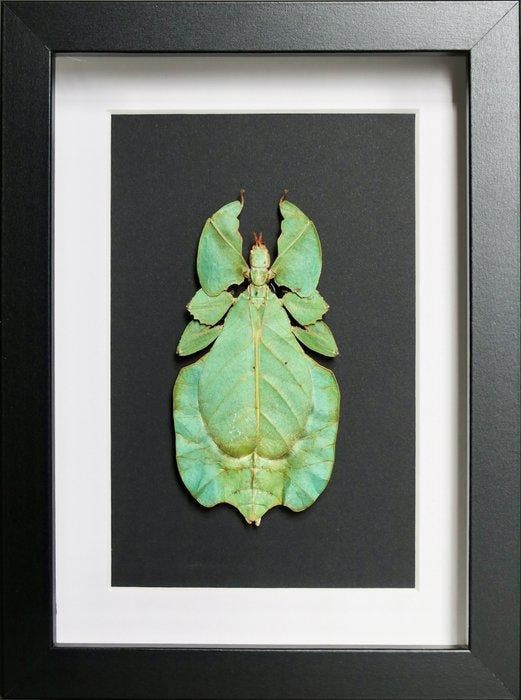Bladfasmide Taxidermie volledige montage - Phyllium, Antiquités & Art, Curiosités & Brocante