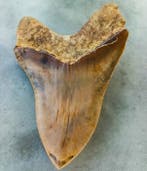 Megalodon - Fossiele tand - 150 mm - 110 mm