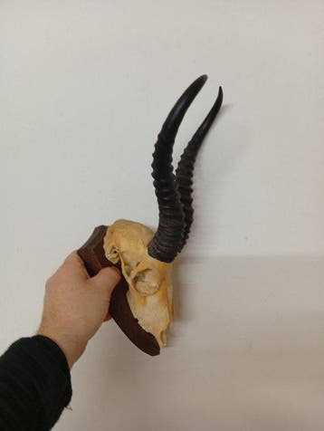 Antilope Schedel met gewei - Antilope - 40 cm - 25 cm - 15