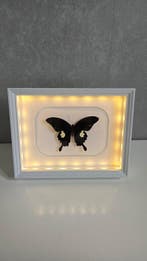 Papillon Support de corps entier pour taxidermie - Papilio
