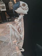 Papegaai Schedel - ara hyacinthe REPLICA - 42 cm - 20 cm -