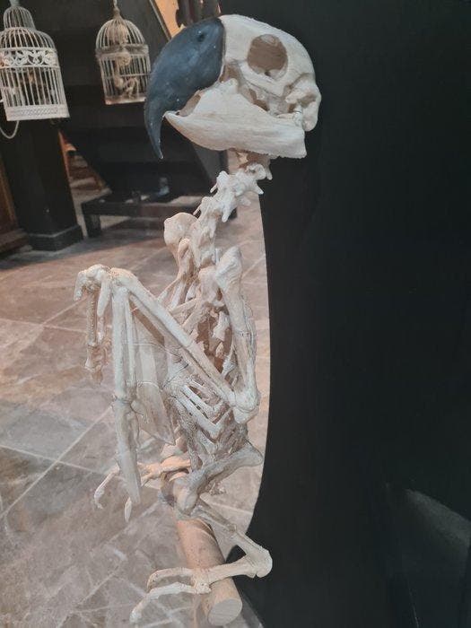 Papegaai Schedel - ara hyacinthe REPLICA - 42 cm - 20 cm -, Antiquités & Art, Curiosités & Brocante