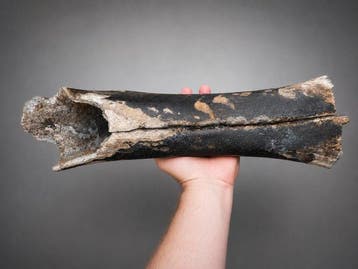 Juveniele Woolly Mammoth Femur – Noordzee – 46 cm -, Verzamelen