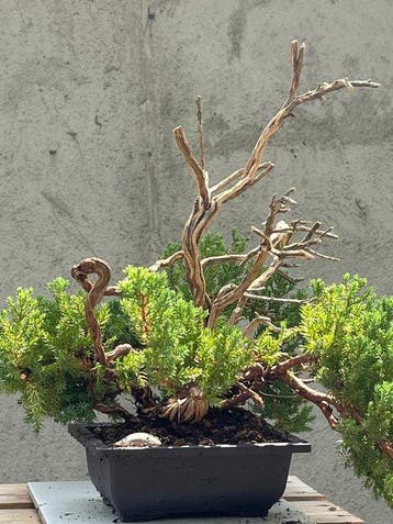 Jeneverbes bonsai (Juniperus) - Hoogte (boom): 33 cm -